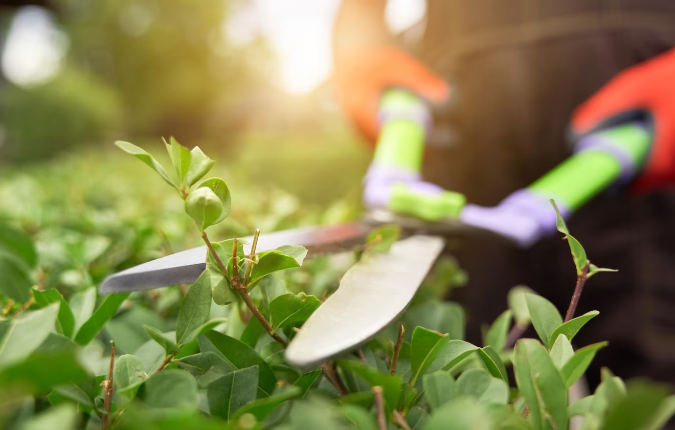 male-hands-cutting-bushes-with-big-scissors_651396-1549